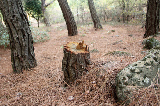 How Our Tree Care Process Works  in  Lansdowne, PA