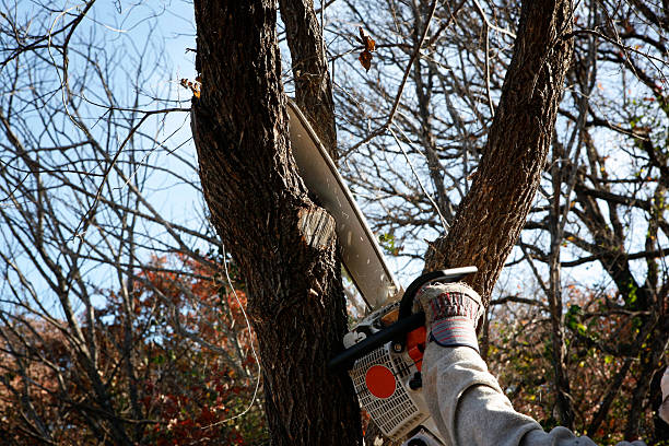 Lawn Renovation and Restoration in Lansdowne, PA