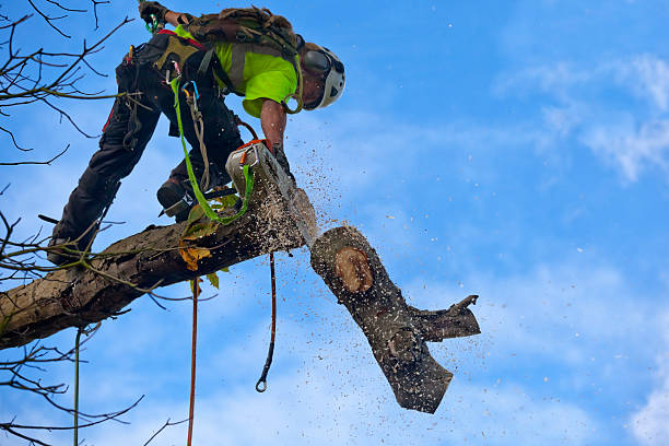 Reliable Lansdowne, PA Tree Care Solutions
